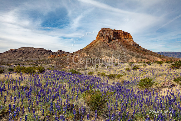 Castalon with Bluebonnets