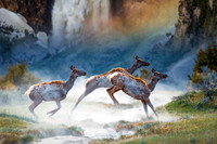 A Dream of Yellowstone