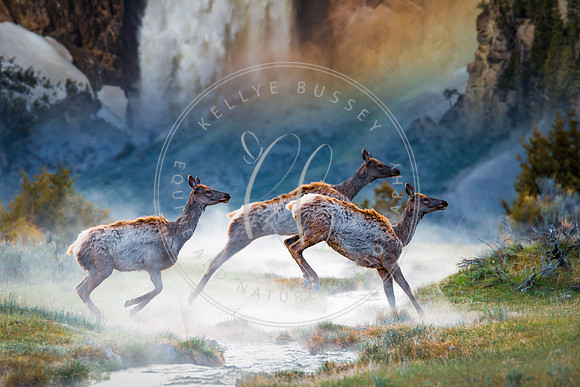 A Dream of Yellowstone