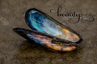 Seashell Beauty