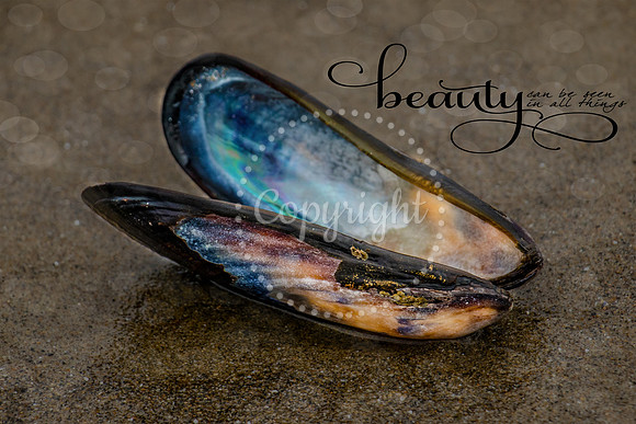 Seashell Beauty
