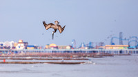 Diving Brown Pelican from the 61st Street Fishing Pier