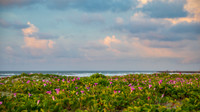 Coastal Blooms