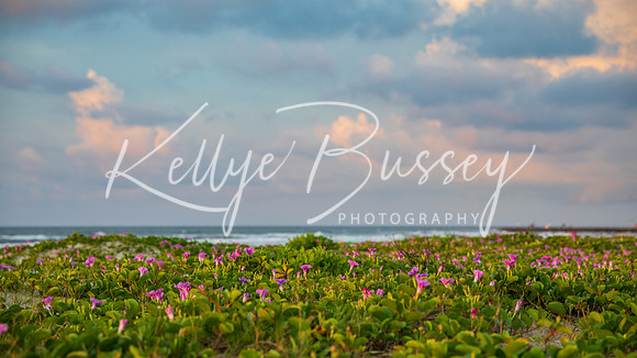 Coastal Blooms