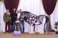 NATIONAL SUPREME HALTER CHAMPION