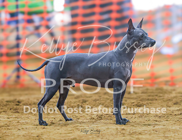 KBP_0979