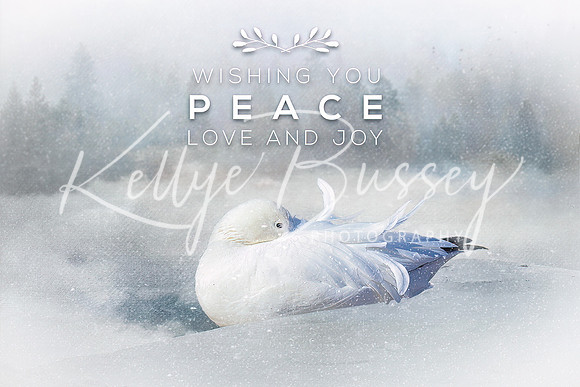 Peace Love Snow Goose