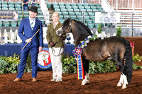 Breeding Division Grand Championships