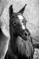 6V9A9250-Edit