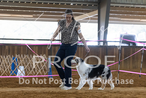 KBP_4919