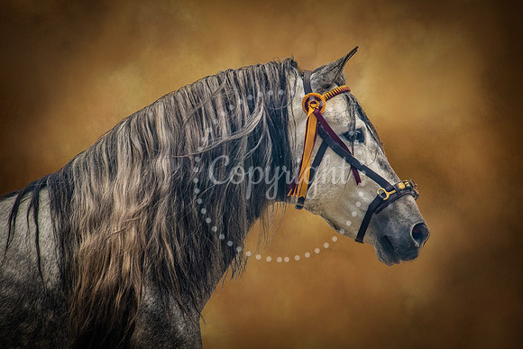 6V9A2967-Edit-Edit